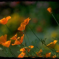 Golden Poppies 2