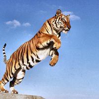 Leaping Tiger 5