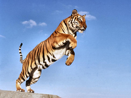 Leaping Tiger 5 - wildlife, tiger, photo, cat, photography, feline