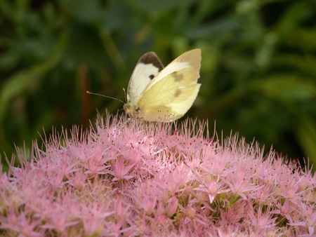 butterfly - butterfly, animal, forest, nature