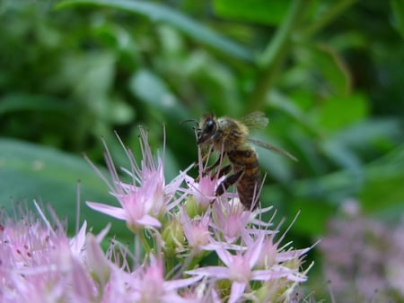 honeybee - nature, bee, honeybee, animal, flower