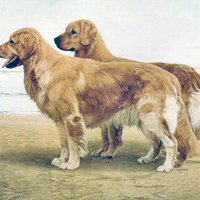 Golden Retrievers on the Shore 