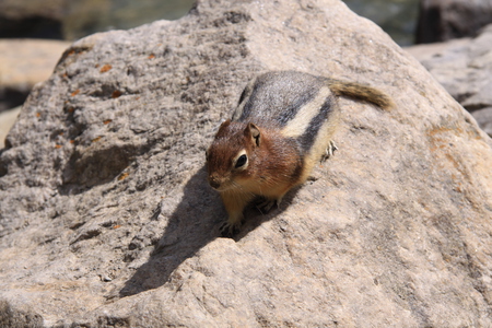 Squirrel on rock at Banff Alberta - Canada  - black, grey, white, nature, photography, brown, rock, squirrels