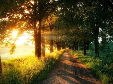 Morning Glory - glow, trees, beautiful, sunrise, grass, path