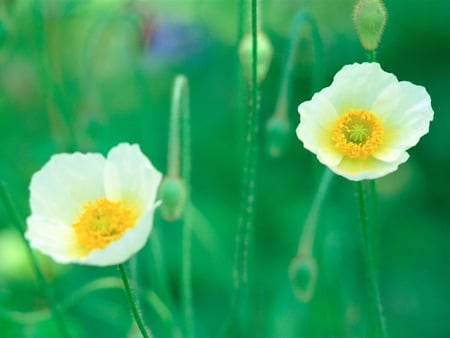 So dainty... - white, flowers, dainty, green backround