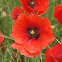 Poppy field