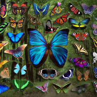 Butterfly Collage