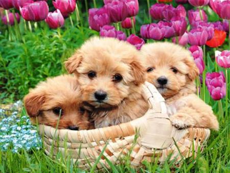 Cute puppies