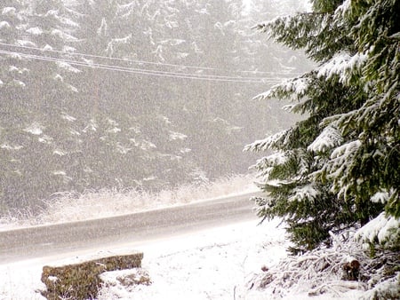 Downfall - firs, snowfall, trees, snow flakes, mountains, white, downfall, forest, snow, green