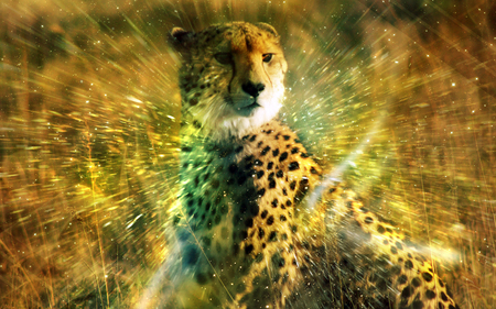 The Cheetah - yellow, graphic, orange, spotted, cheetah