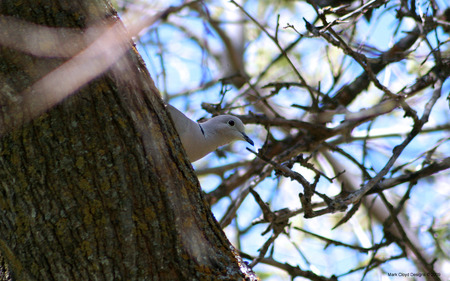 Peeking Pigeon - sweet, tree, pigeon, bird