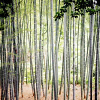 Bamboo Forest