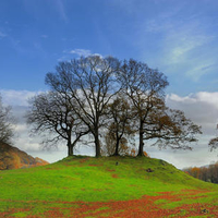 group of trees on hill late autumn fall lake district cumbria england uk europe