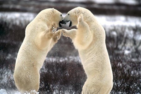 feels like dancin  - winter, bears, polar, snow