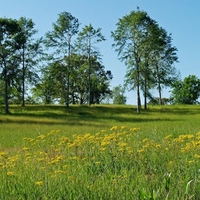 flowers in the field