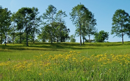 flowers in the field - flowers