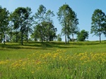 flowers in the field