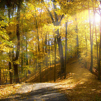 Fall season stand of trees  mostly yellow on small hill and leaf covered path park scene