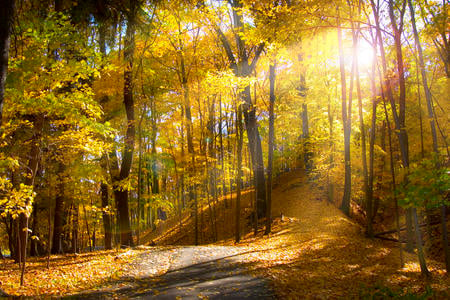 Fall season stand of trees  mostly yellow on small hill and leaf covered path park scene - forest