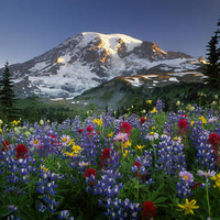 USA Washington Mt Rainier NP Spectacular summer display of wildflowers at sunrise