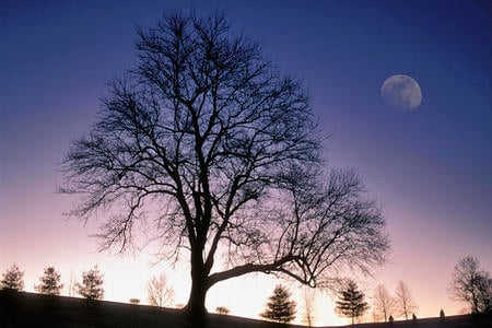 Winter Tree Silhouetted against Twilight Sky with nearly Full Moon   Jefferson County Kentucky - sky