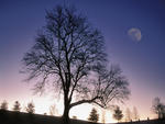 Winter Tree Silhouetted against Twilight Sky with nearly Full Moon   Jefferson County Kentucky