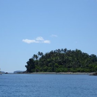 island palm trees 