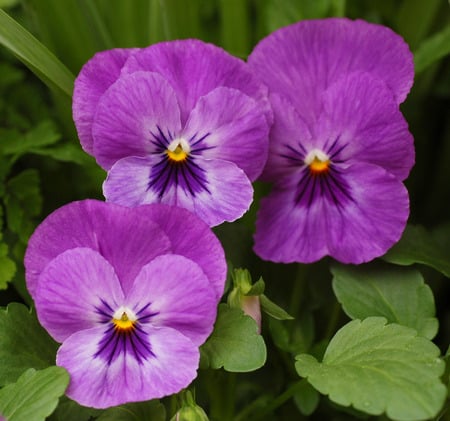 Purple Violas - flowers, pansy, violas, purple