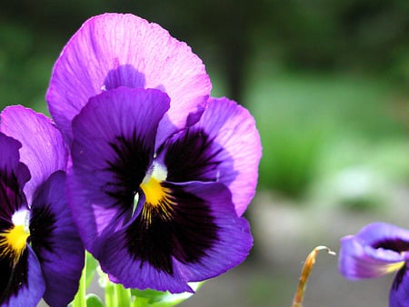 Pansy Light - pansy, purple, closeup, sunlight, flower