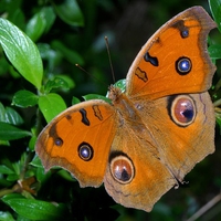 Peacock Pansy Butterfly