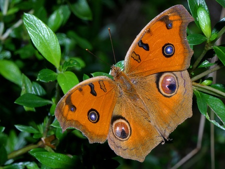 Peacock Pansy Butterfly - orange, green, butterfly, foilage