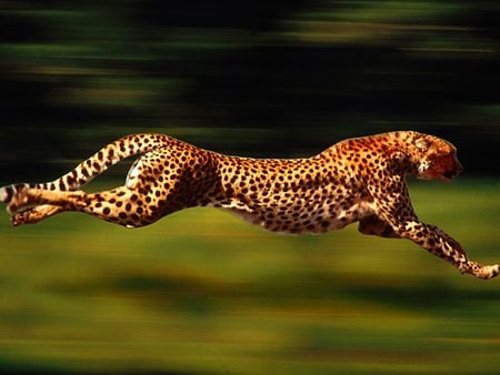 Cheetah - cheetah