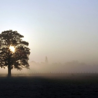 Lonely tree