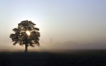 Lonely tree - tree