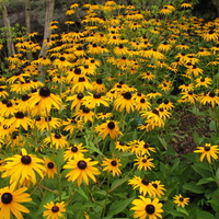 Summer Flowers