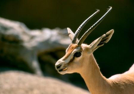 The Face - gazelles, ibix, nature, wild