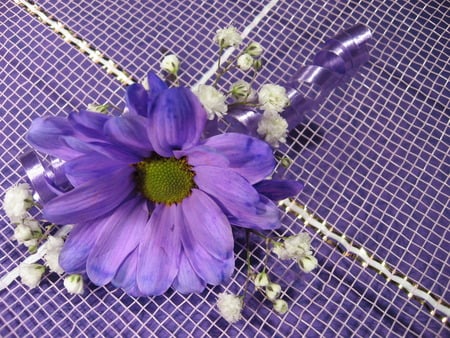 Marguerites-violet - marguerites-violet