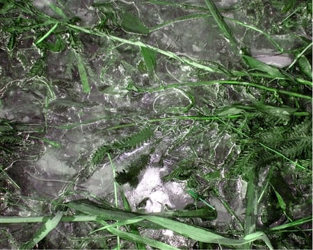 Frozen in Ice - ice, cold, winter, photograph, grass