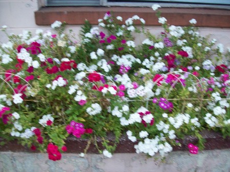 Flower Garden - white, purple flowers, pink