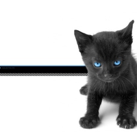 Galactik-Cat
