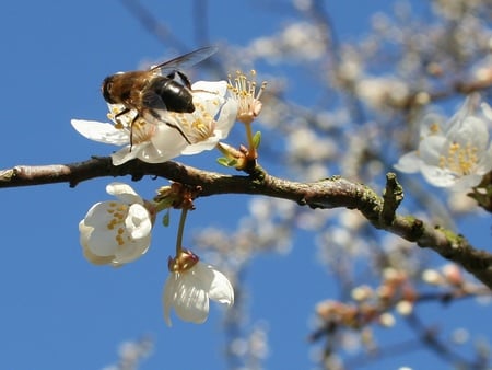 Bee on Flower branch - bee, flower brunch, flower