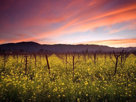 Wild Mustard - california, sky, wild mustard, sunset, nature