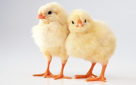 best  friends - love, chickens, peace, chicks, friendship, emotiones