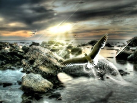 birds - sky, ocean, sun, clouds, birds, rocks