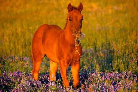 Quater horse - cute, hose, nature, foal