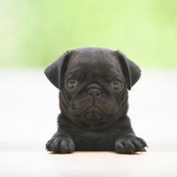 Black pug