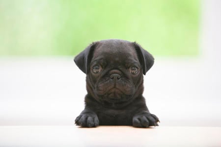 Black pug - animal, black, pug, dog