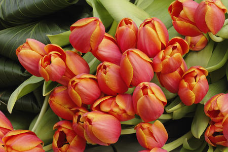 Tulip arrangement - flowers, tulips, nice, spring, orange