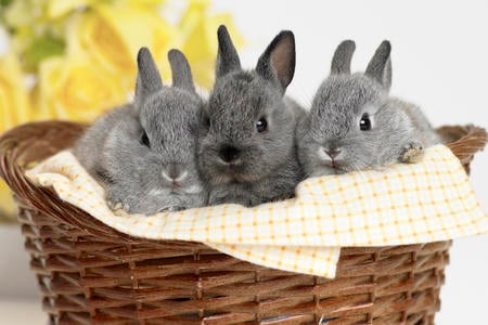 Basket of bunnies - bastek, animals, easter, basket, bunny, 3, three, rodent, grey, bunnies, animal, color, sweet, cute