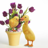 Easter quackers